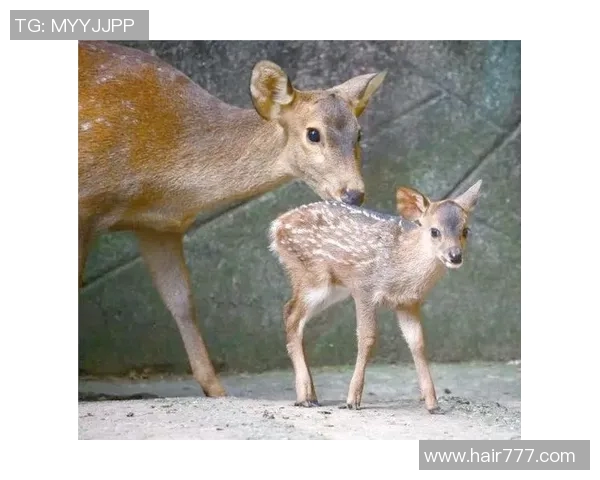 雄鹿队与鹿的精彩对决揭示了篮球与自然的奇妙联系